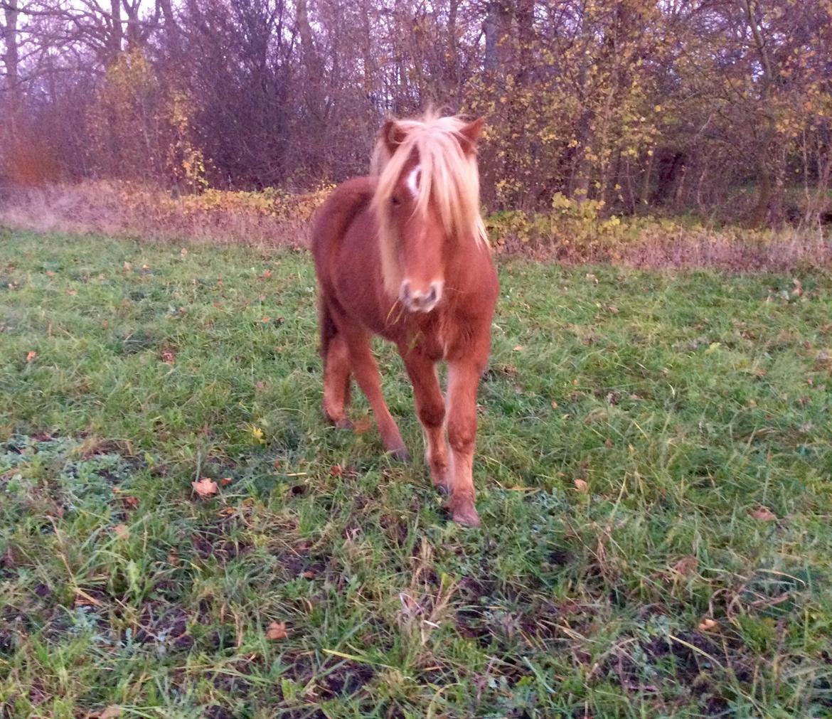 Islænder Viðar fra Petershus billede 18