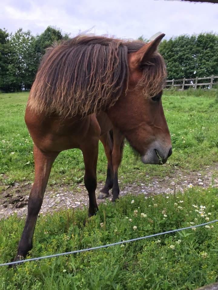 Islænder Sigurdur fra Lindegården SOLGT billede 18