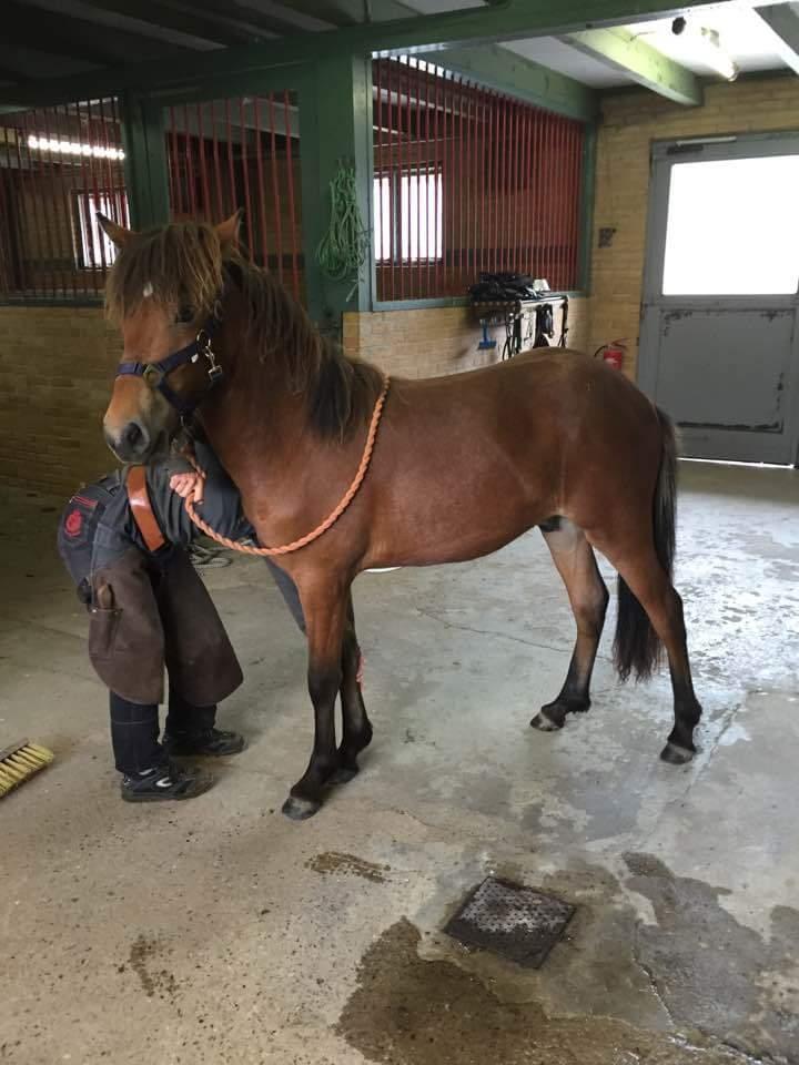 Islænder Sigurdur fra Lindegården SOLGT billede 19