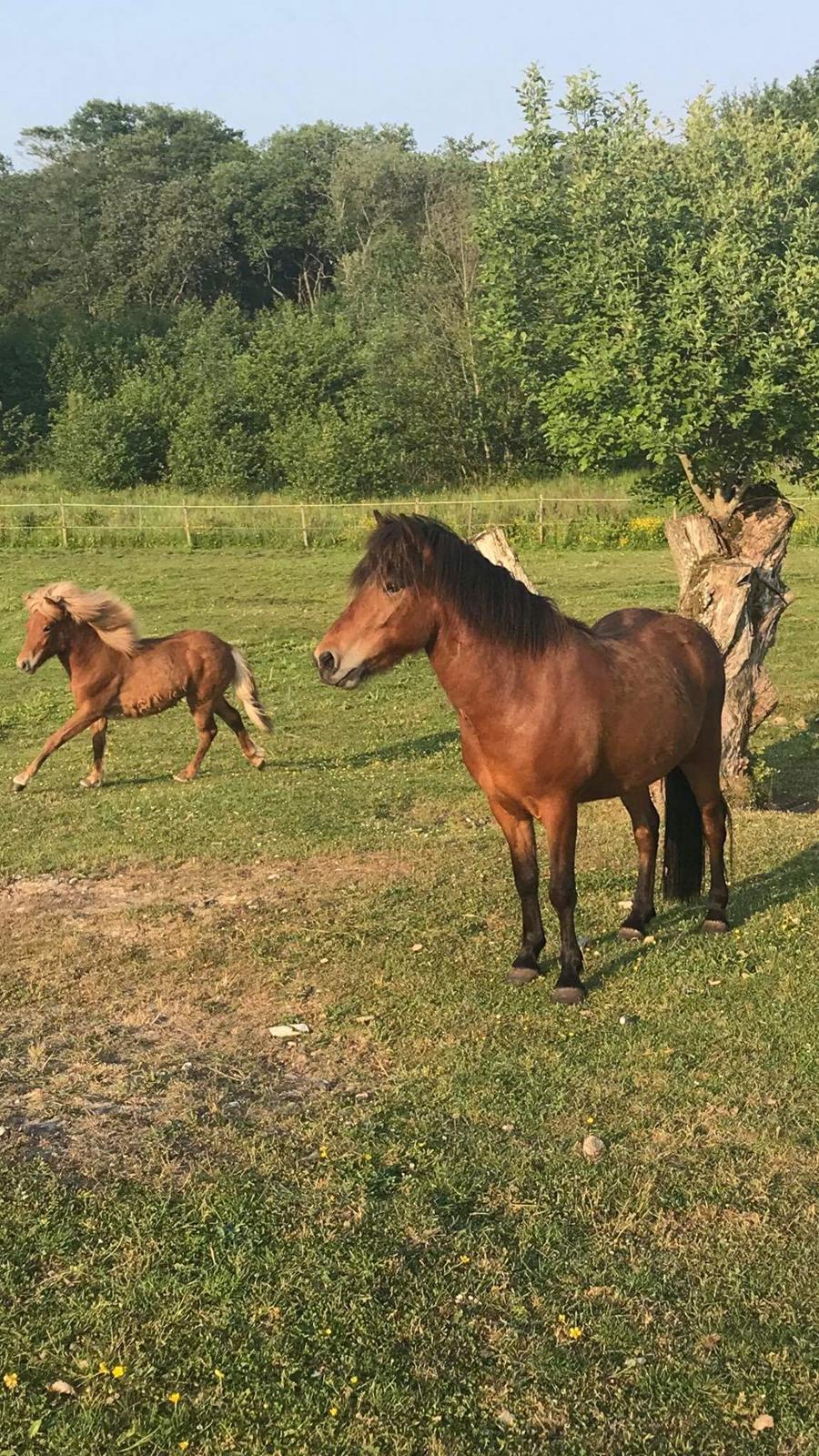Islænder Sigurdur fra Lindegården SOLGT billede 17