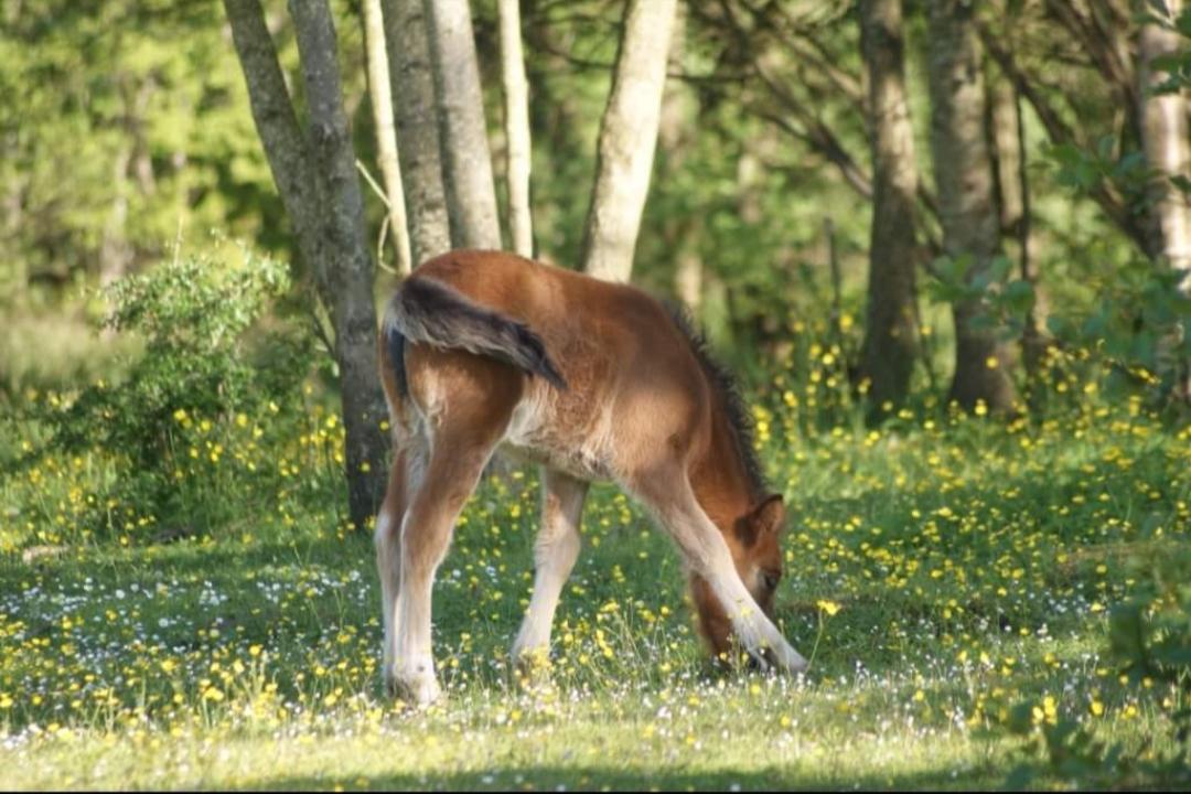 Islænder Sigurdur fra Lindegården SOLGT billede 20