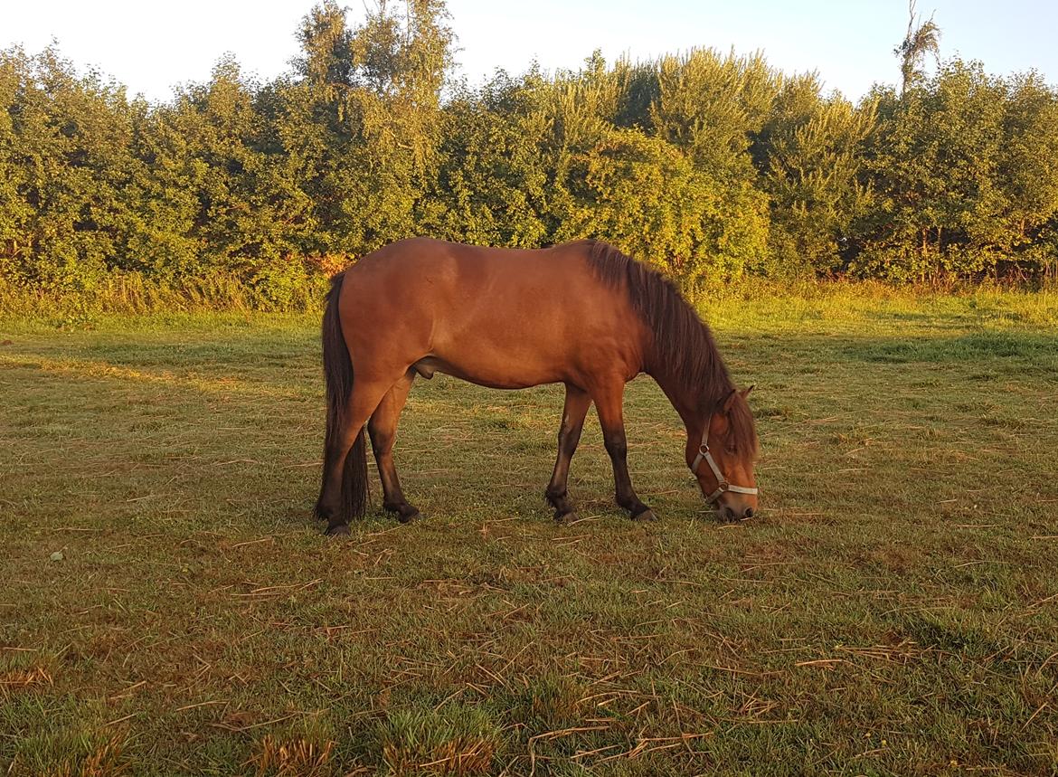 Islænder Sigurdur fra Lindegården SOLGT billede 14