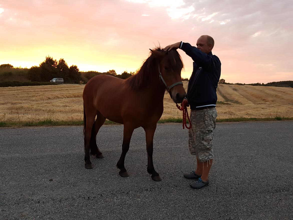 Islænder Sigurdur fra Lindegården SOLGT billede 16