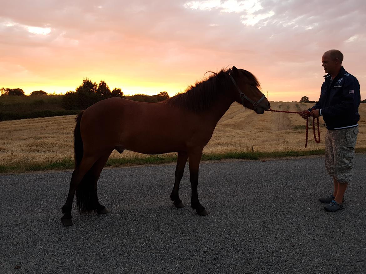 Islænder Sigurdur fra Lindegården SOLGT billede 15