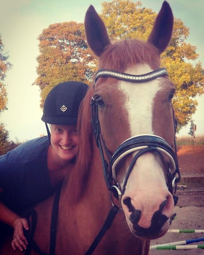 Dansk Varmblod Stald Ninos Perfect Dreamboy billede 1