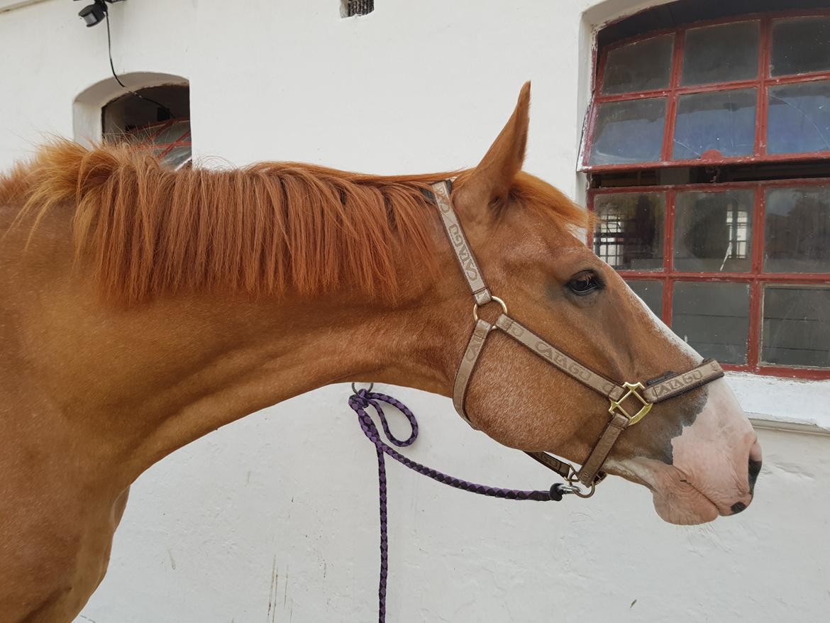 Dansk Varmblod Stald Ninos Perfect Dreamboy billede 14