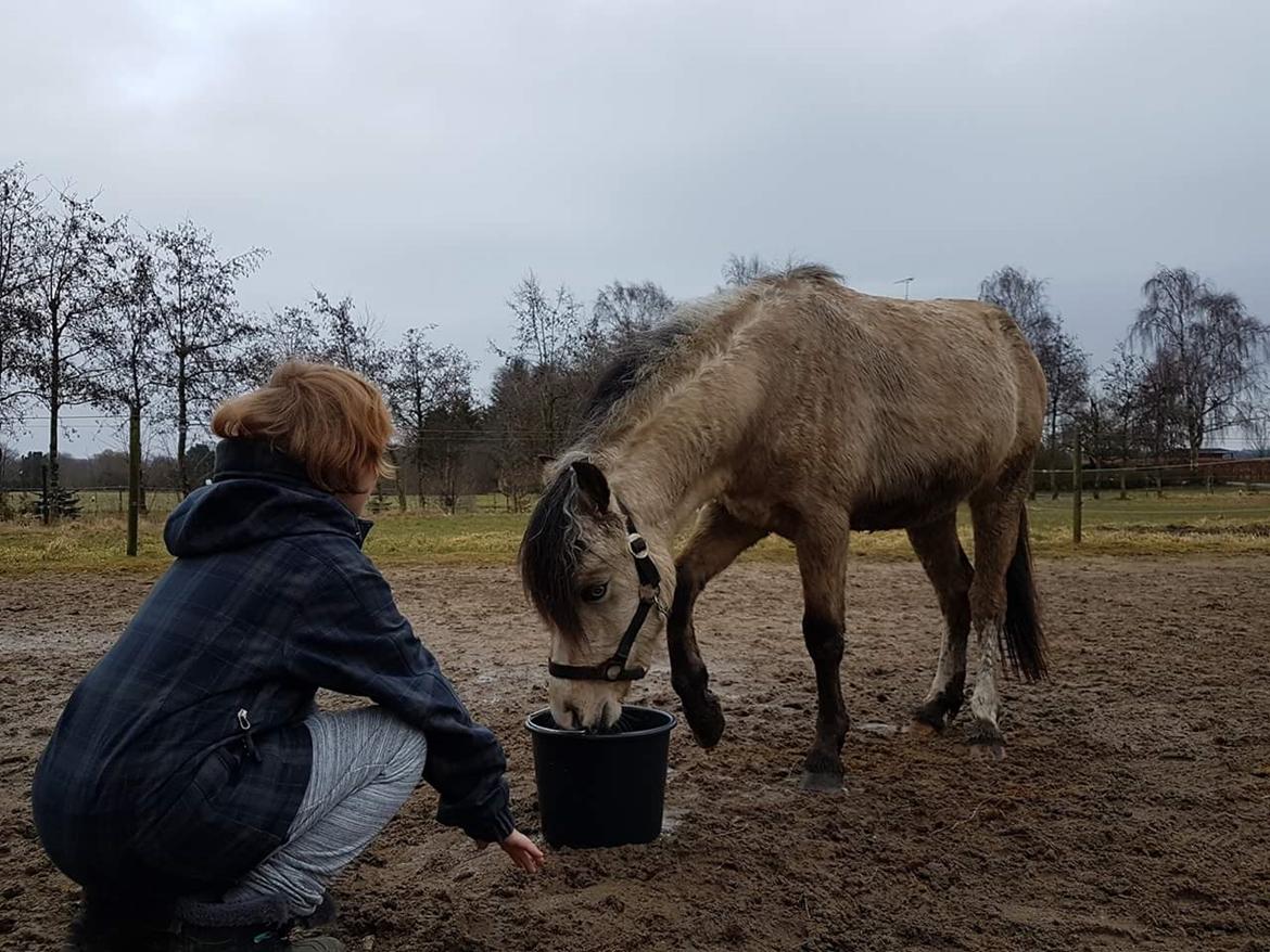 Welsh Pony (sec B) aastrupgaards Heartbeat billede 2
