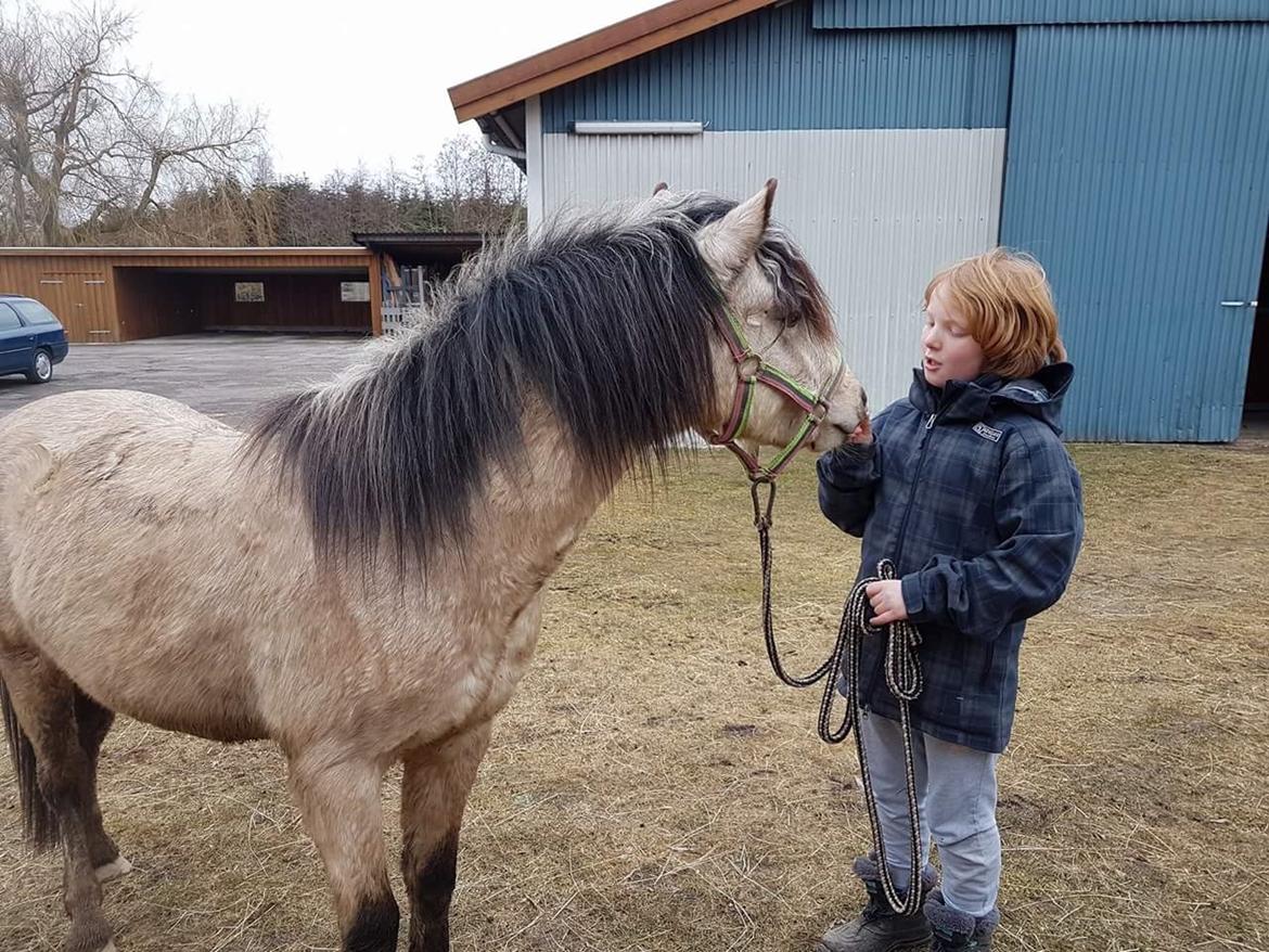 Welsh Pony (sec B) aastrupgaards Heartbeat billede 3