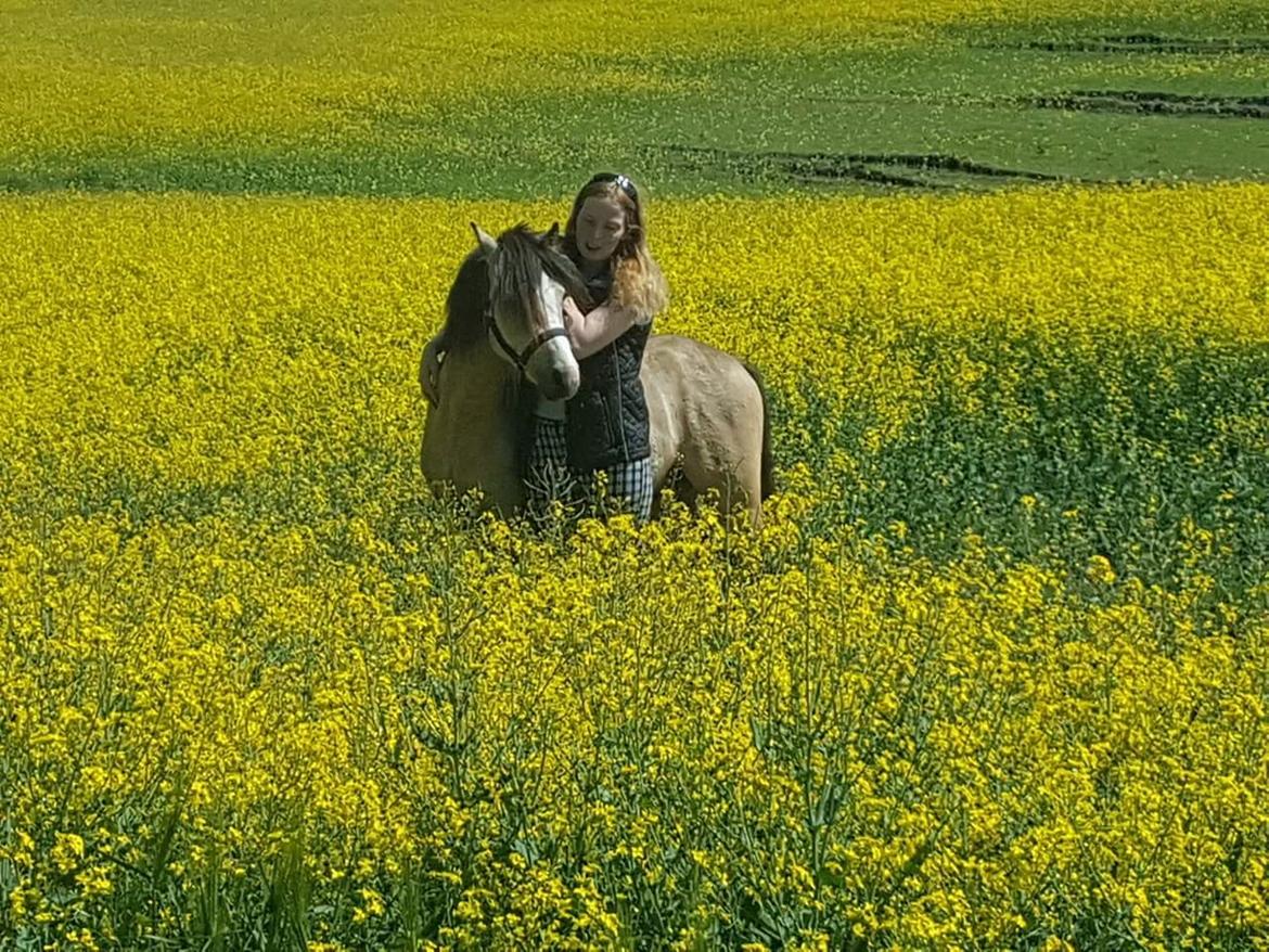 Welsh Pony (sec B) aastrupgaards Heartbeat billede 4