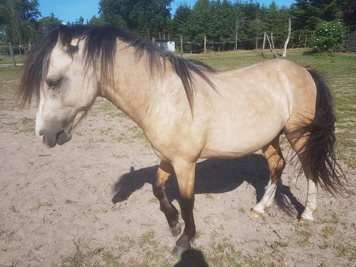 Welsh Pony (sec B) aastrupgaards Heartbeat billede 1