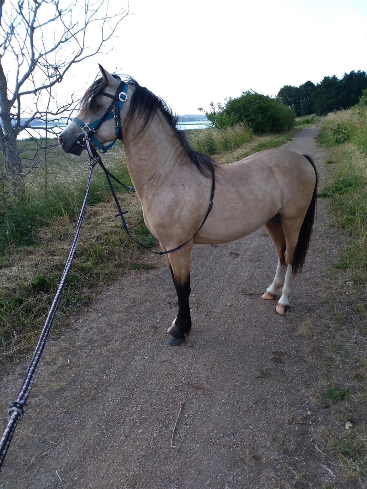Welsh Pony (sec B) aastrupgaards Heartbeat billede 5
