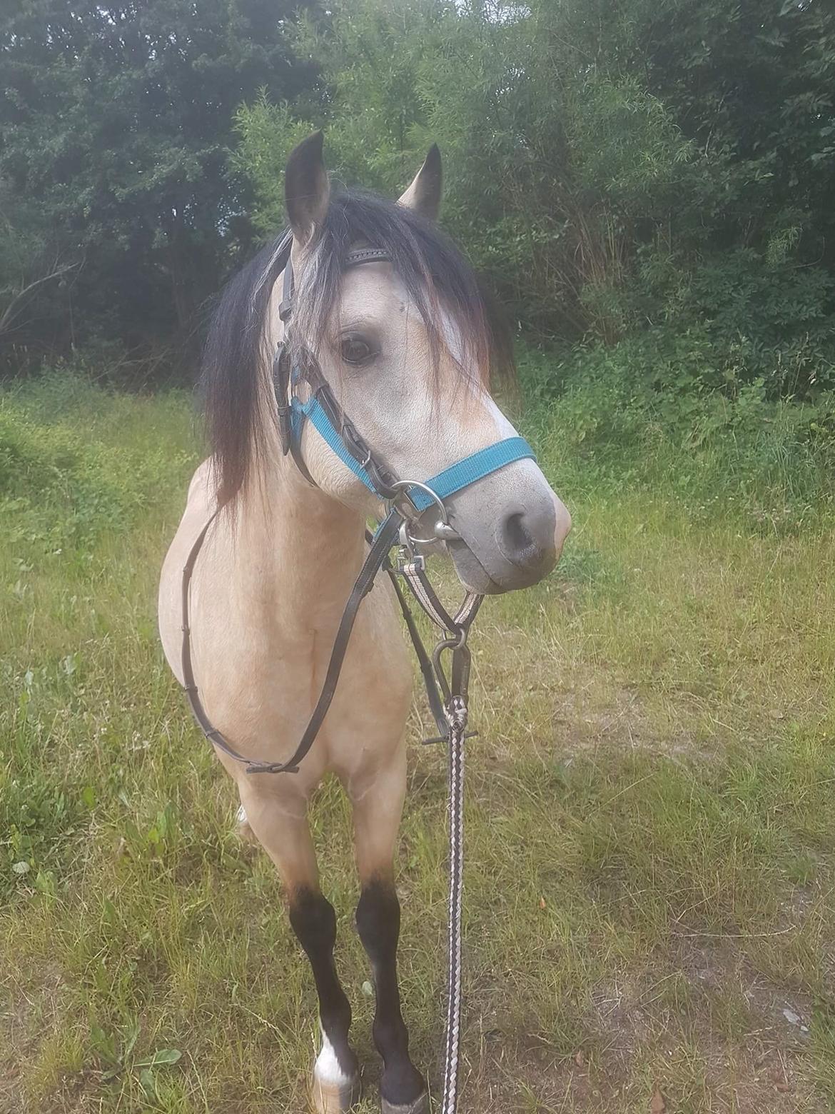 Welsh Pony (sec B) aastrupgaards Heartbeat billede 6