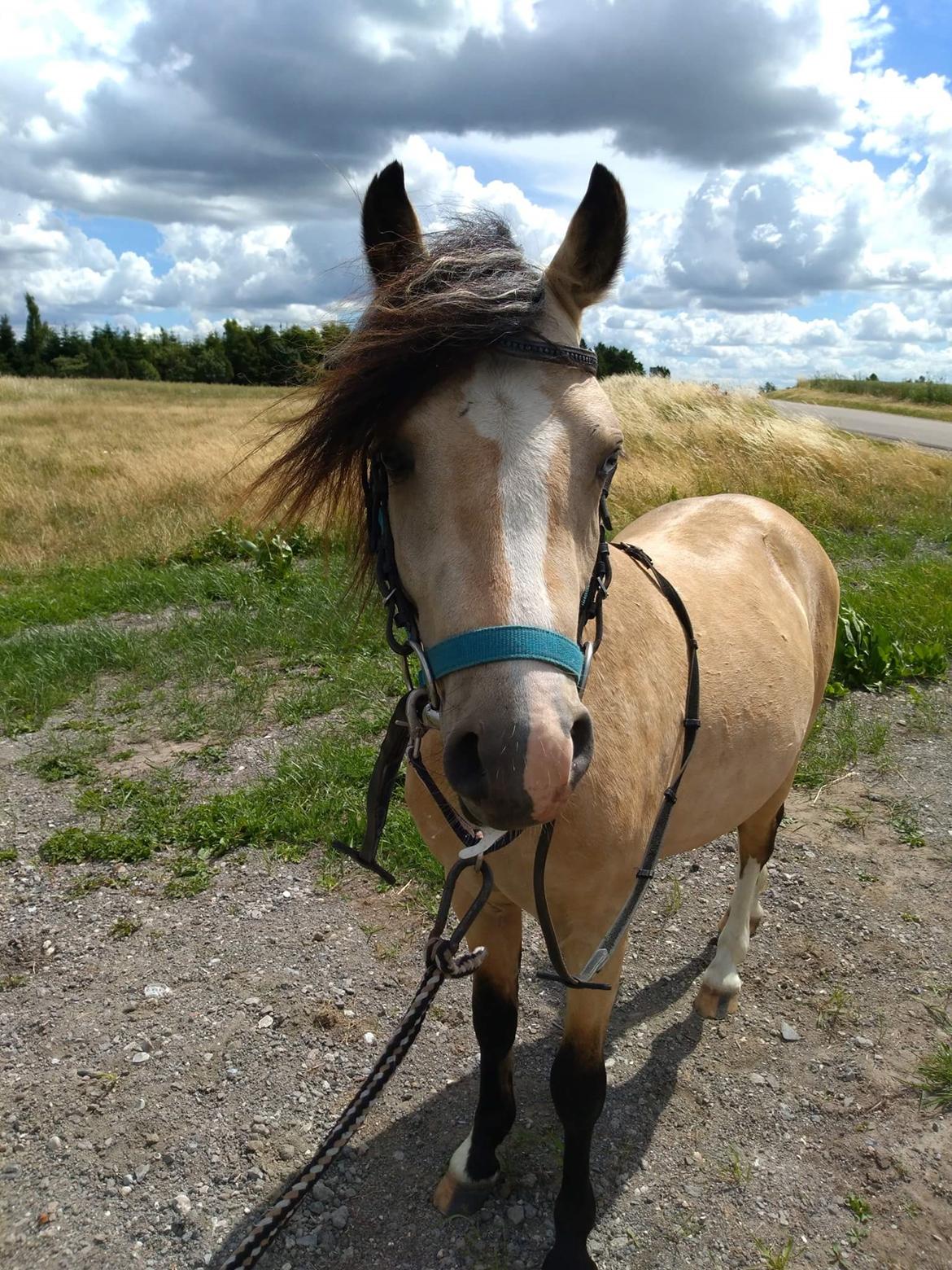Welsh Pony (sec B) aastrupgaards Heartbeat billede 7