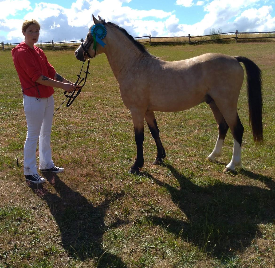 Welsh Pony (sec B) aastrupgaards Heartbeat billede 8