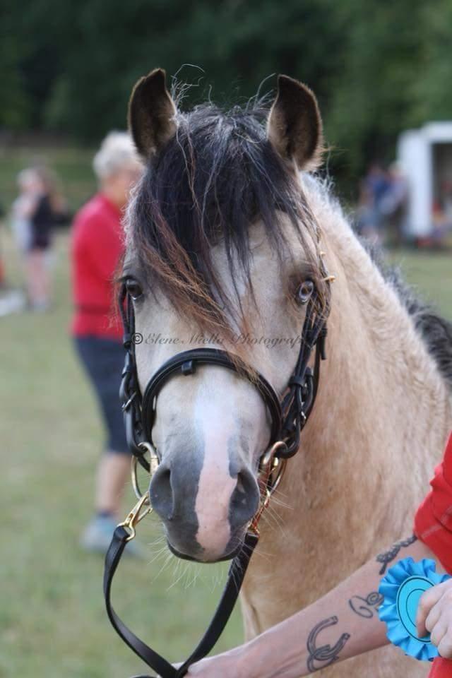 Welsh Pony (sec B) aastrupgaards Heartbeat billede 9