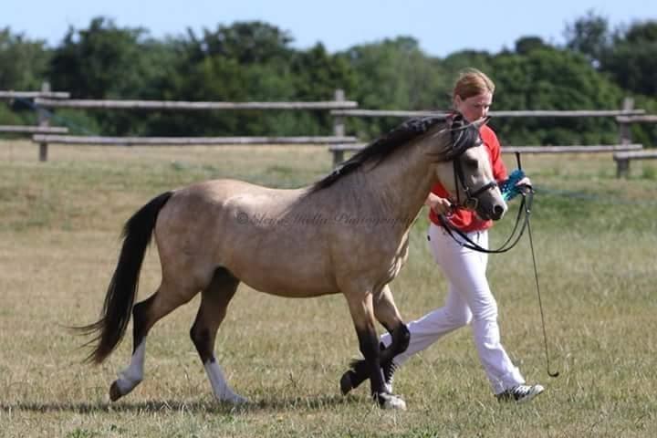 Welsh Pony (sec B) aastrupgaards Heartbeat billede 10