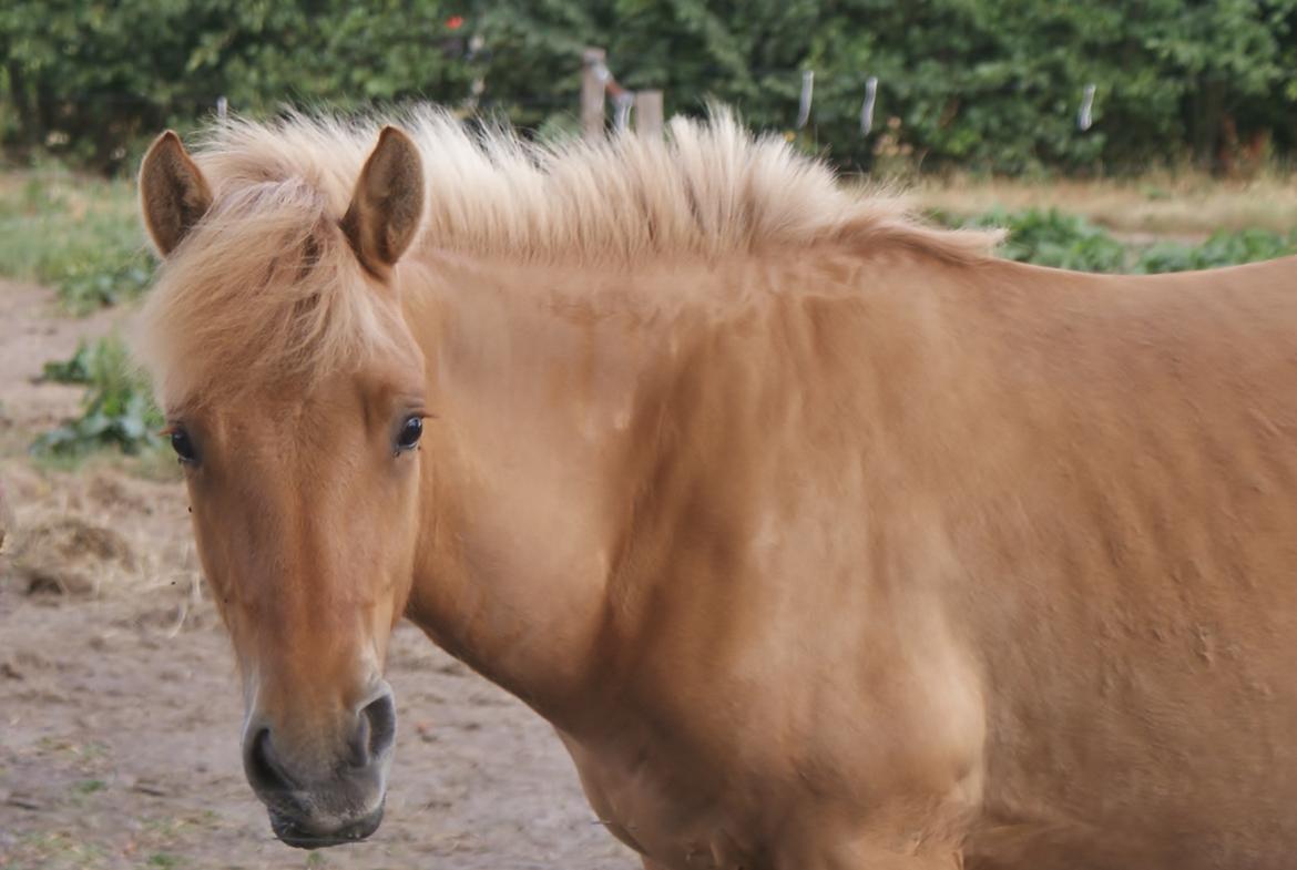 Anden særlig race Aslan - Aslan 1 år 2 mdr billede 3