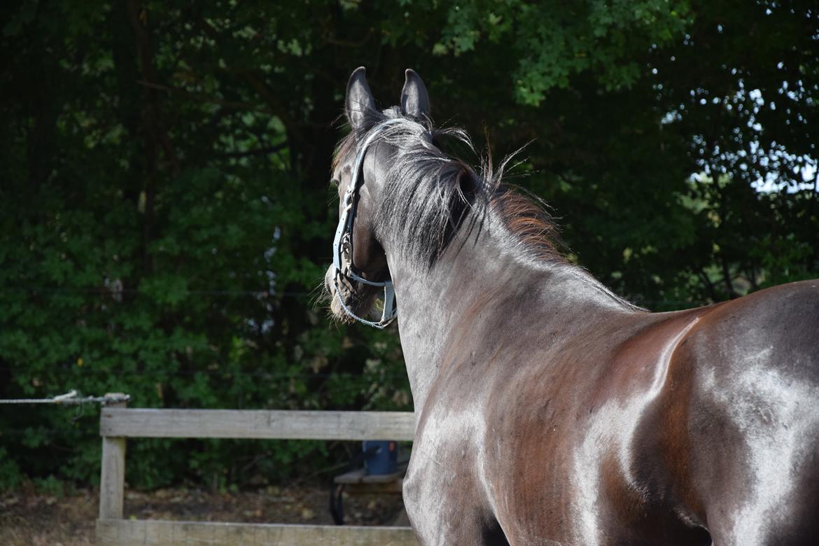 Dansk Varmblod Beatrix Halsnæs billede 14