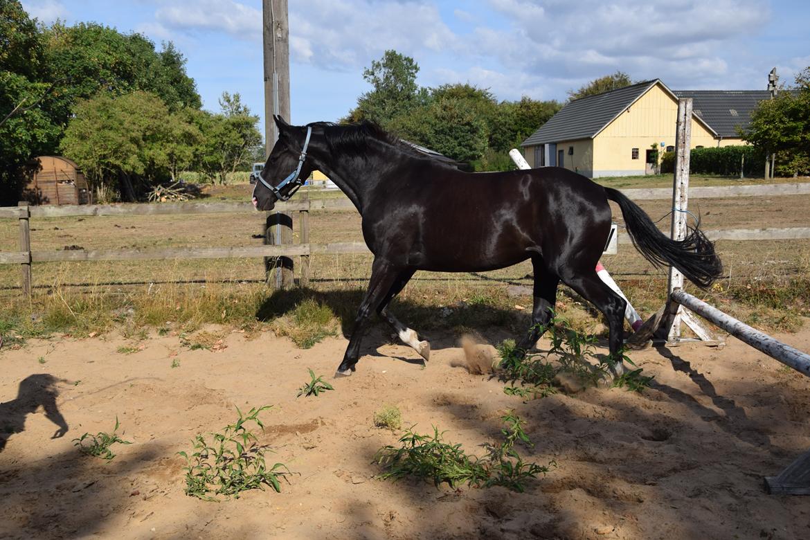 Dansk Varmblod Beatrix Halsnæs billede 10