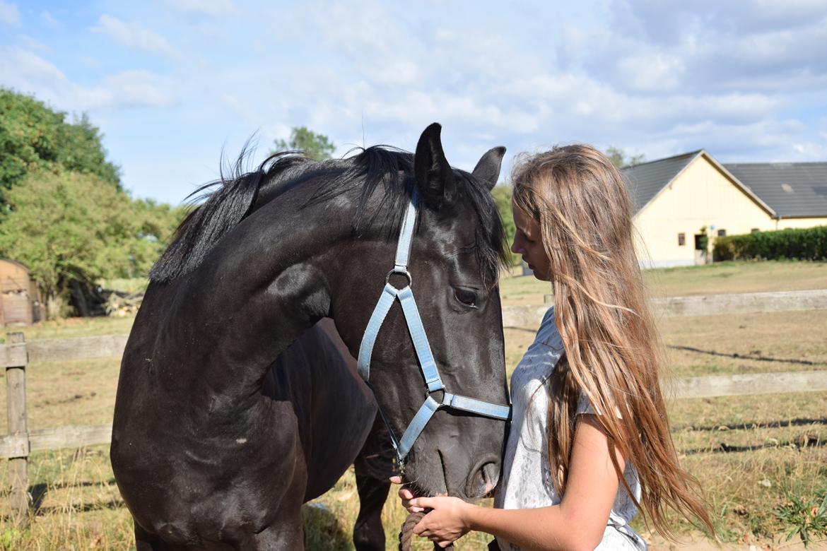 Dansk Varmblod Beatrix Halsnæs billede 5