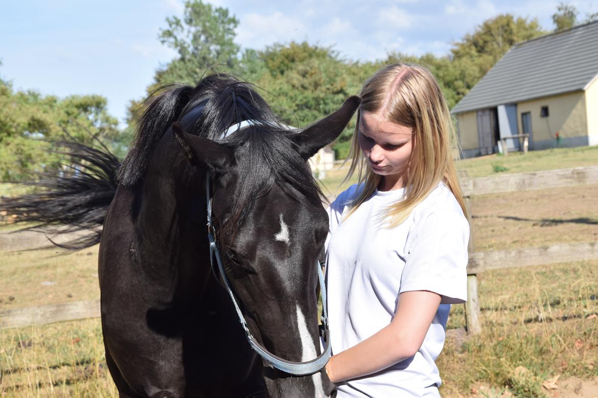 Dansk Varmblod Beatrix Halsnæs billede 12