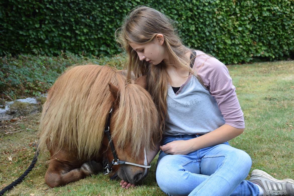 Shetlænder Krabbes kasandra billede 7