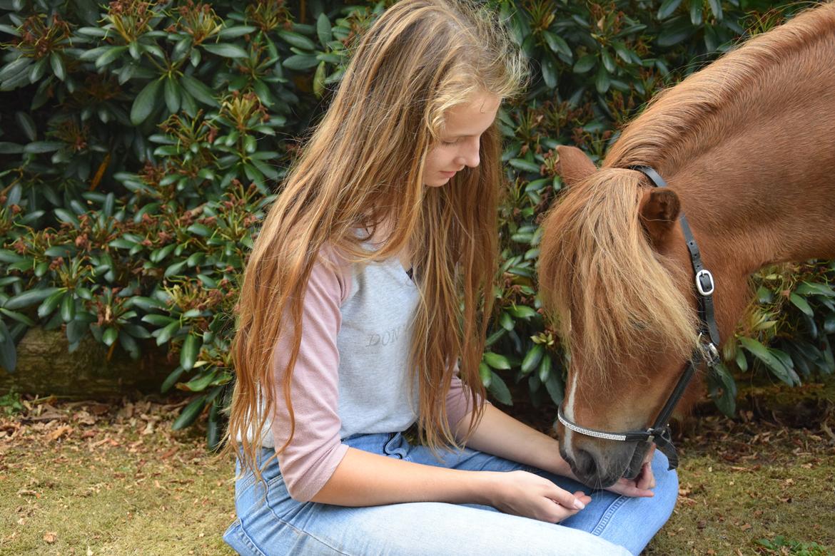Shetlænder Krabbes kasandra billede 8