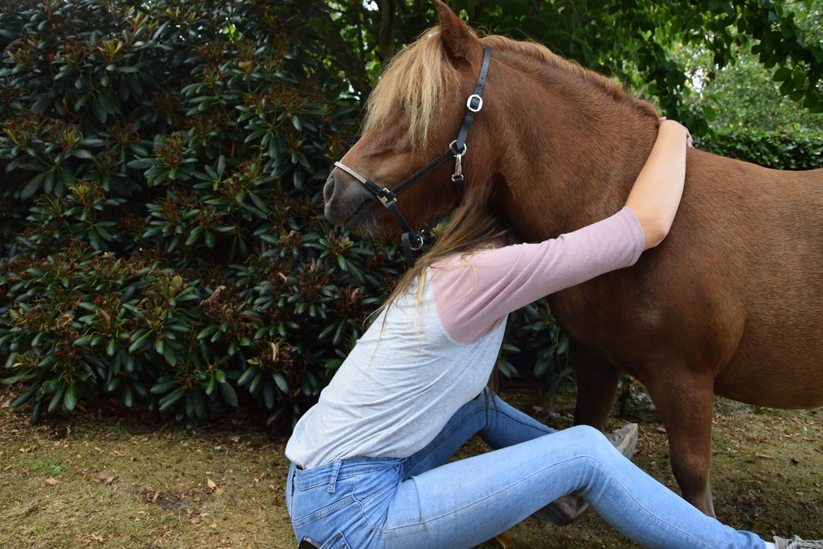 Shetlænder Krabbes kasandra billede 4