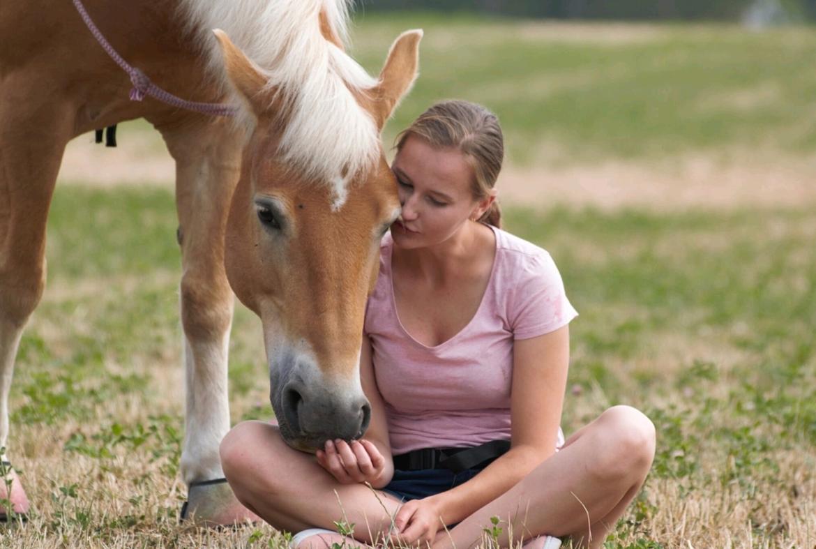 Haflinger Frida billede 1