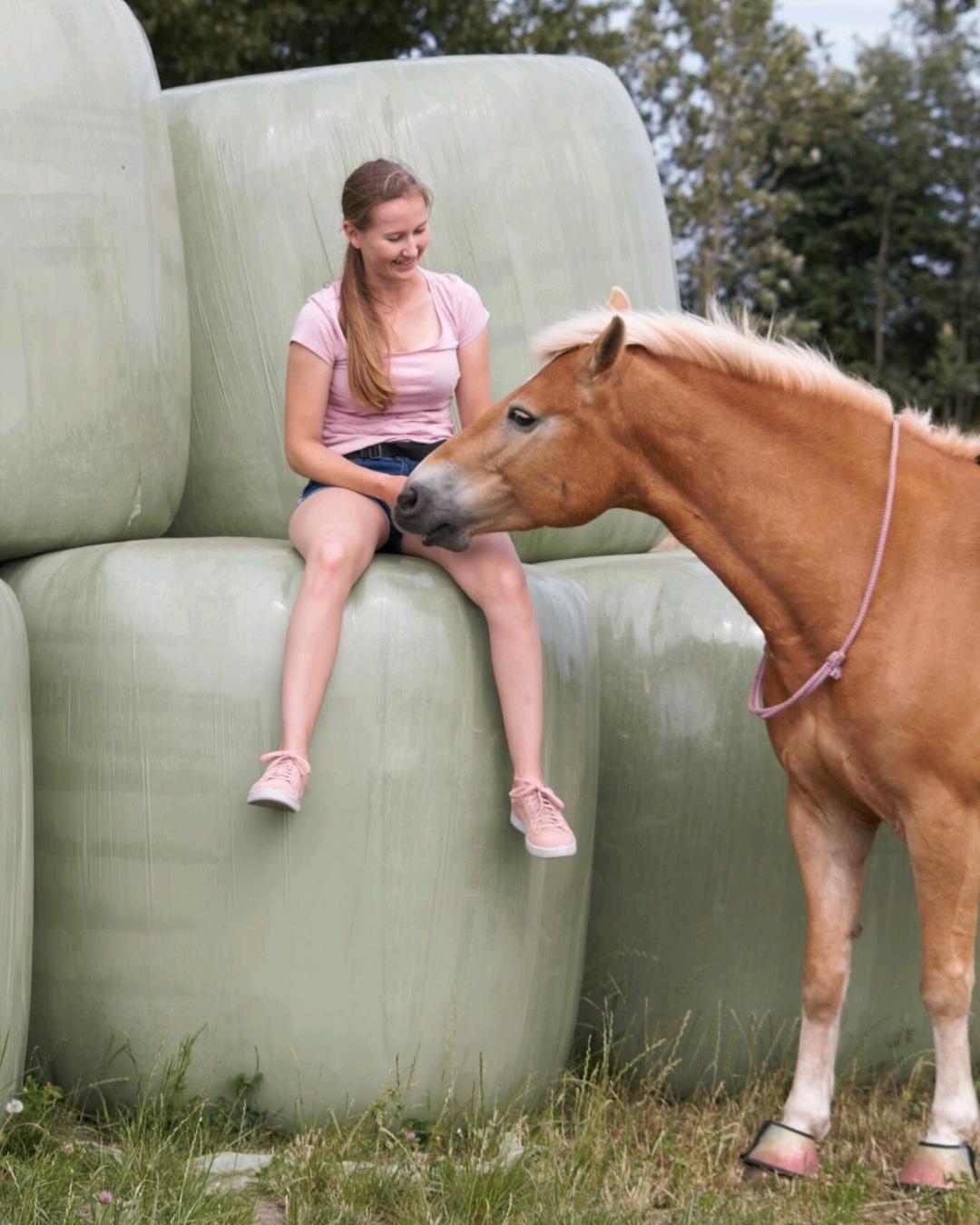 Haflinger Frida billede 2