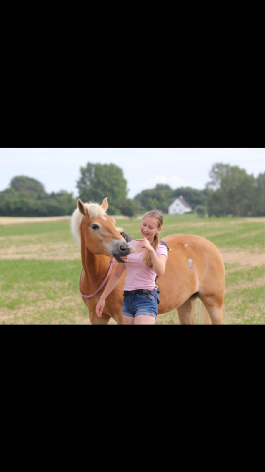 Haflinger Frida billede 19