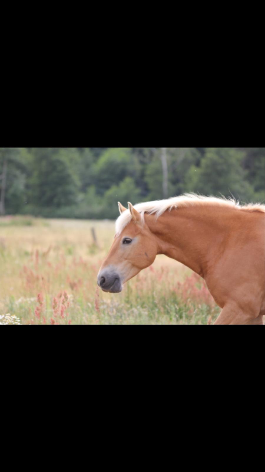 Haflinger Frida billede 20