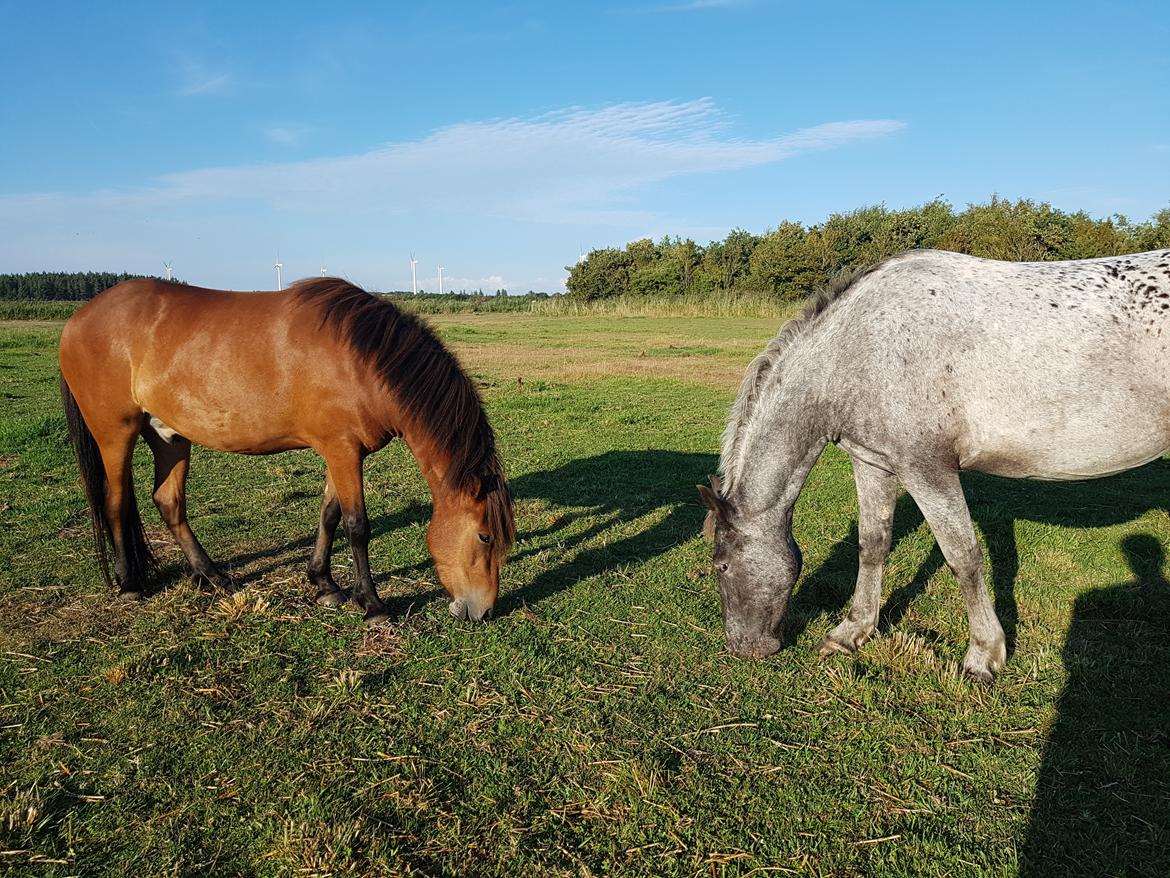 Islænder Sigurdur fra Lindegården SOLGT billede 21