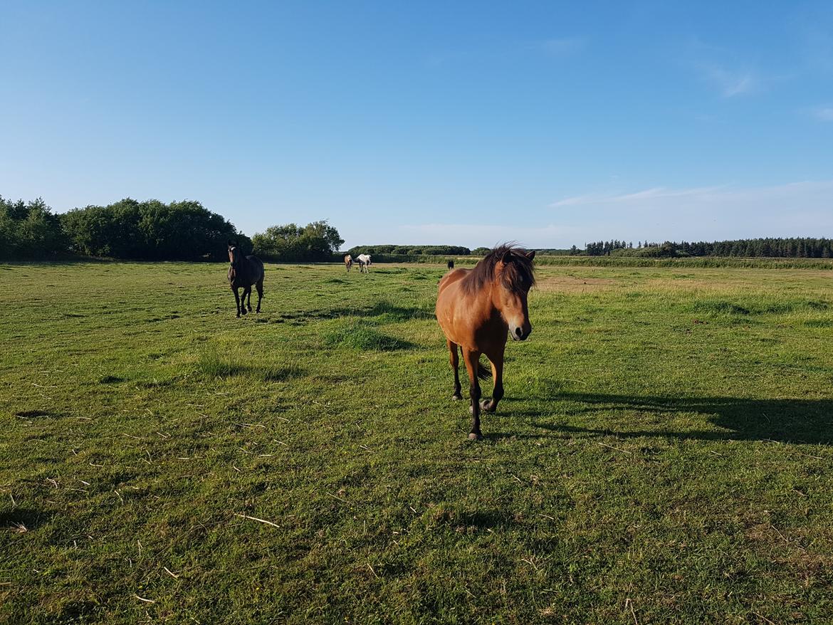 Islænder Sigurdur fra Lindegården SOLGT billede 23