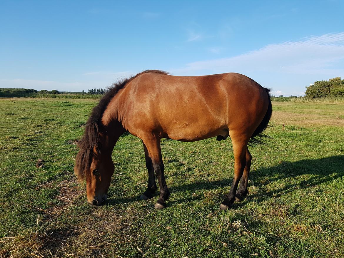 Islænder Sigurdur fra Lindegården SOLGT billede 22