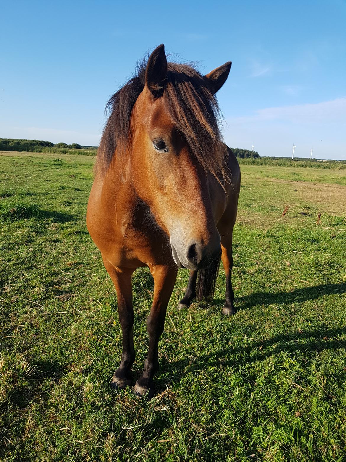 Islænder Sigurdur fra Lindegården SOLGT billede 24