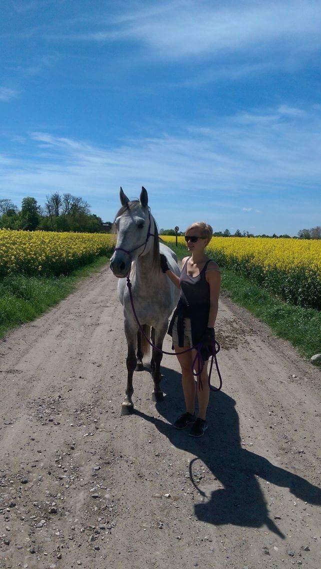 Anden særlig race Sunshine - Gåtur i området, 2017 billede 7