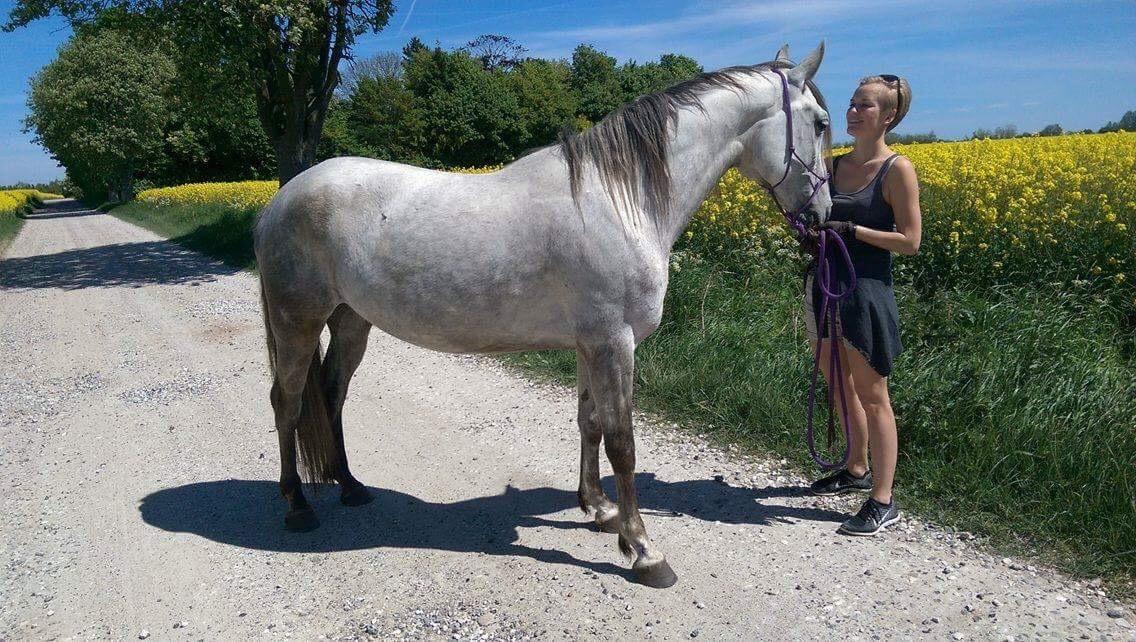 Anden særlig race Sunshine - Gåtur i området, 2017 billede 8