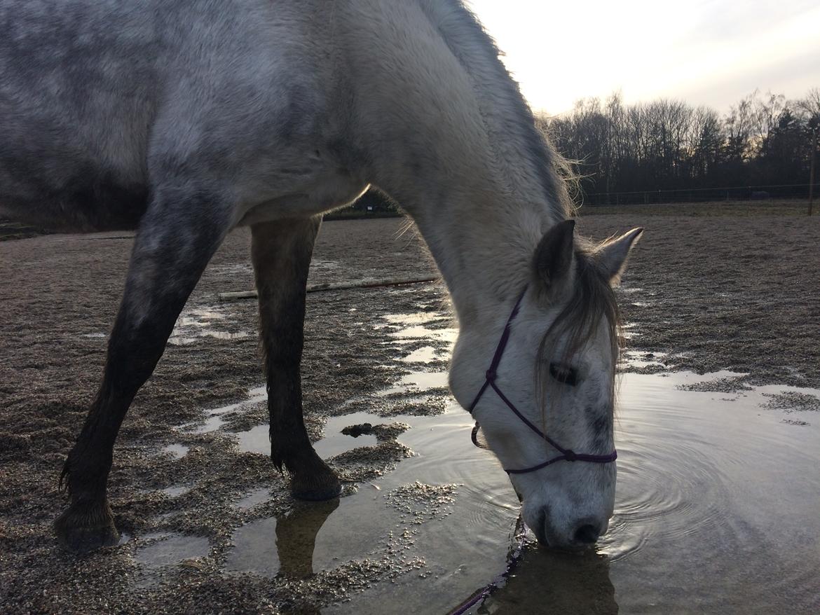 Anden særlig race Sunshine - Første dag jeg kom tilbage til hende efter 6 mdr. i New Zealand. 28. December, 2017 billede 10