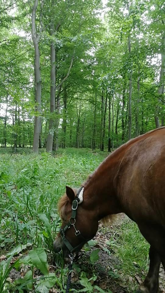 Shetlænder Bådsgårds Baronesse (Nesse) - På tur i eventyrskoven <3. Sommeren 2018 billede 9