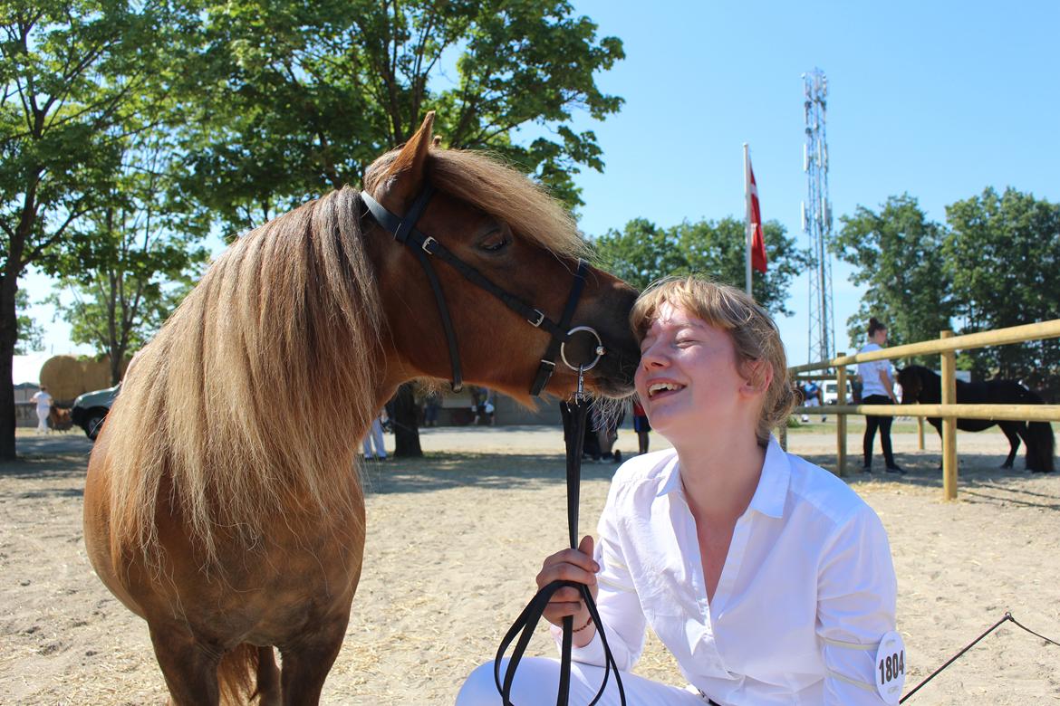 Shetlænder Bådsgårds Baronesse (Nesse) - Hun er min lykke <3. Her er vi lige kommet ud af ringen til eksteriør på Roskilde Dyrskue 2018. billede 3