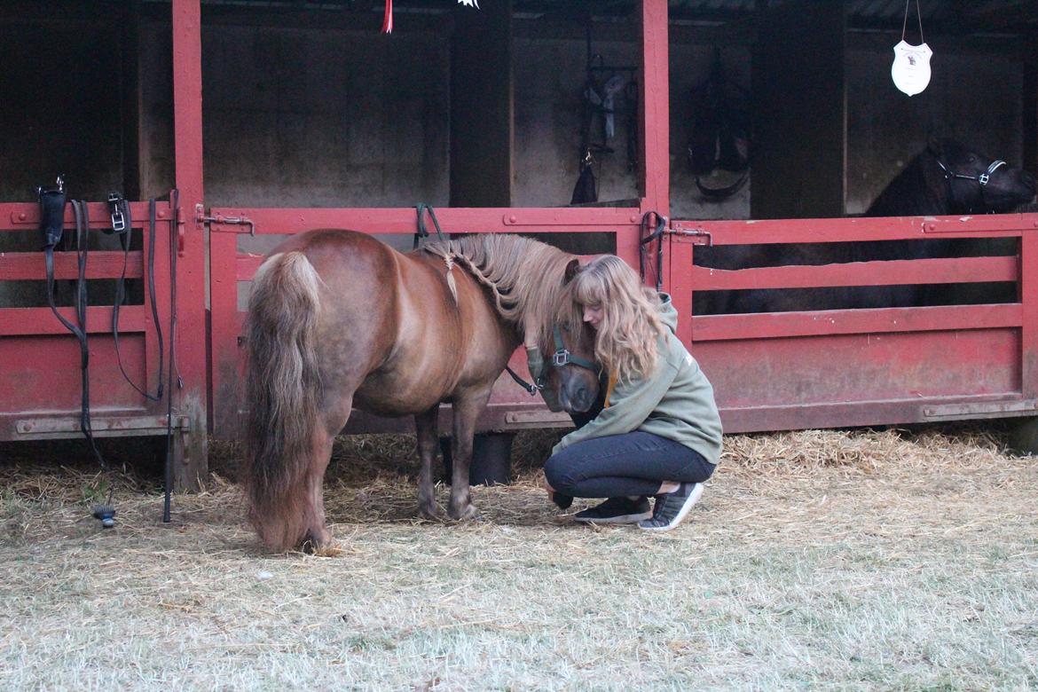 Shetlænder Bådsgårds Baronesse (Nesse) - Du har hele mit hjerte lille hest <3. Roskilde 2018 billede 5