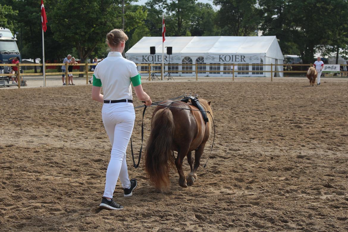 Shetlænder Bådsgårds Baronesse (Nesse) - Dressur for lange liner, Roskilde 2018. billede 14