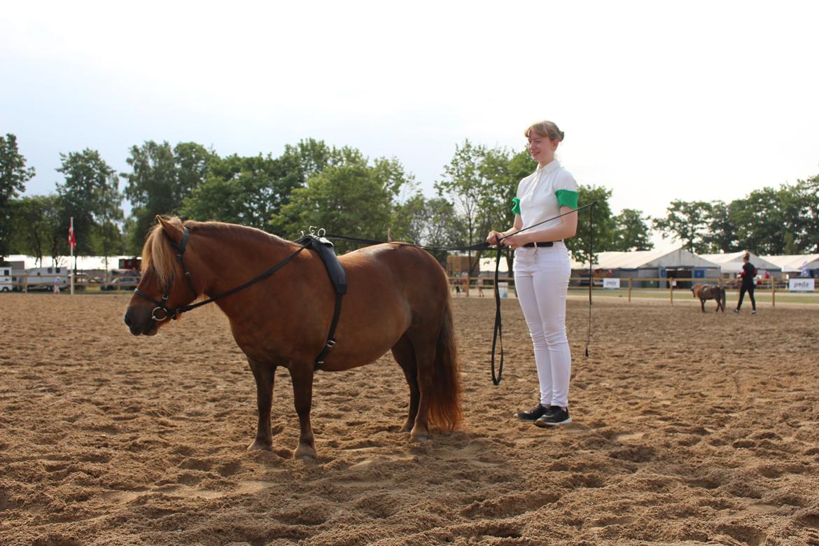 Shetlænder Bådsgårds Baronesse (Nesse) - Dressur for lange liner, Roskilde 2018 billede 7