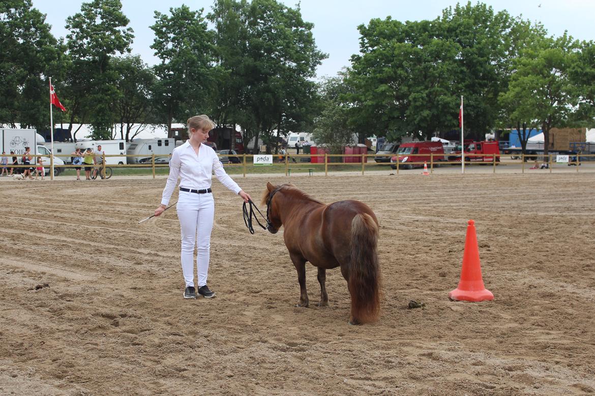 Shetlænder Bådsgårds Baronesse (Nesse) - Mønstringskonkurrence på Roskilde 2018 billede 16