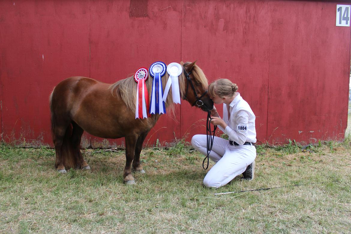 Shetlænder Bådsgårds Baronesse (Nesse) - Præmiepony på Roskilde 2018. Min stolthed <3 billede 18