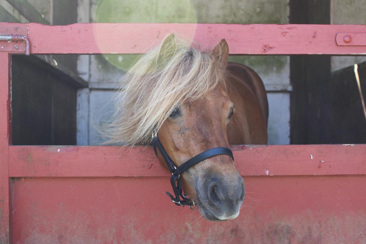 Shetlænder Bådsgårds Baronesse (Nesse) - Lilleskiden på Roskilde 2017. Det kærligste blik <3 billede 8