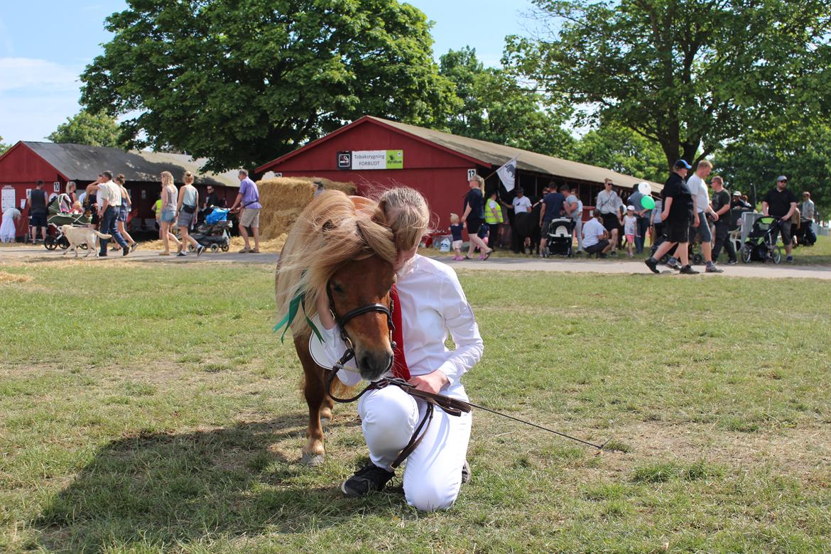 Shetlænder Bådsgårds Baronesse (Nesse) - Roskilde Dyrskue 2017 <3 billede 12