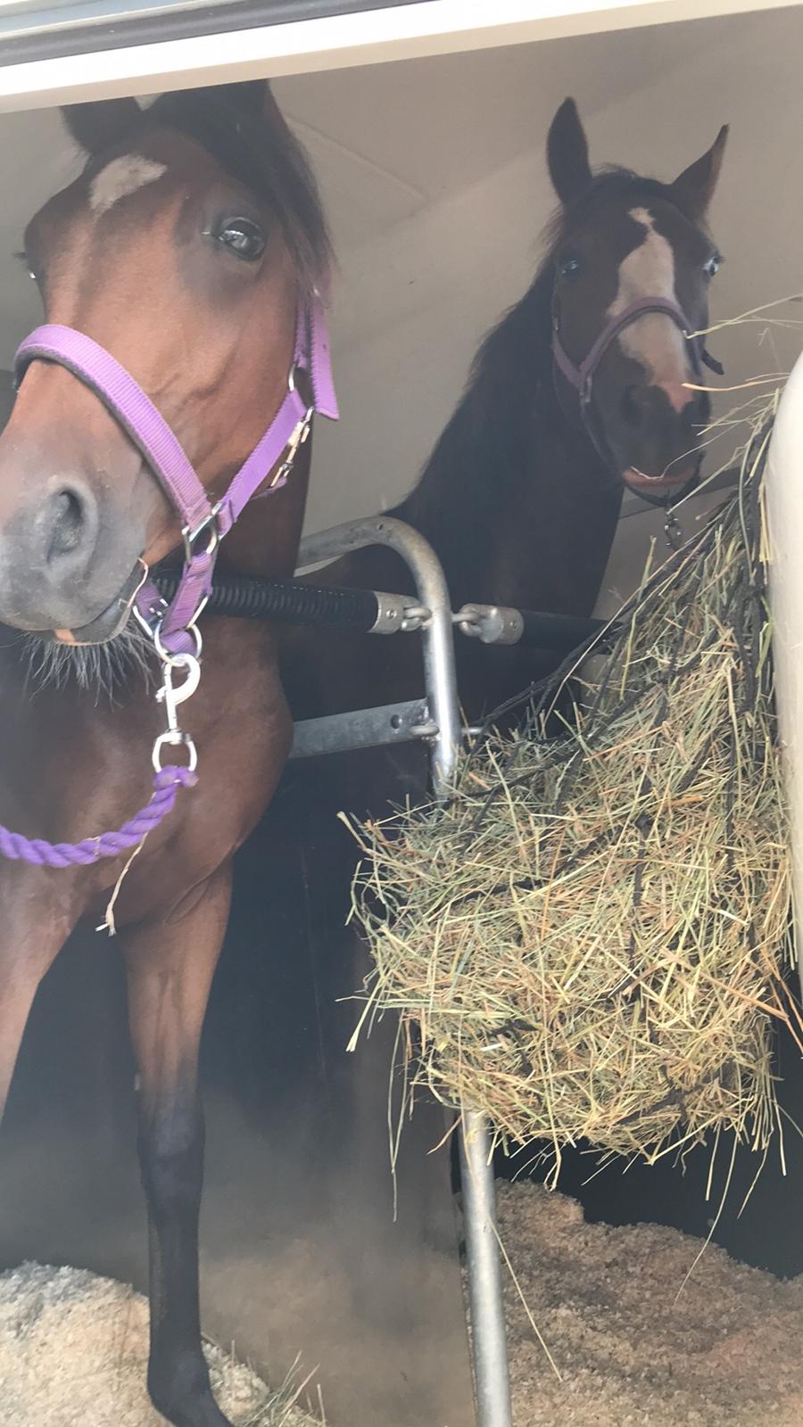 Pinto Ødegårdens Kasandra (Tidl. Lånehest) - Så går turen til det sønderjyske  billede 6