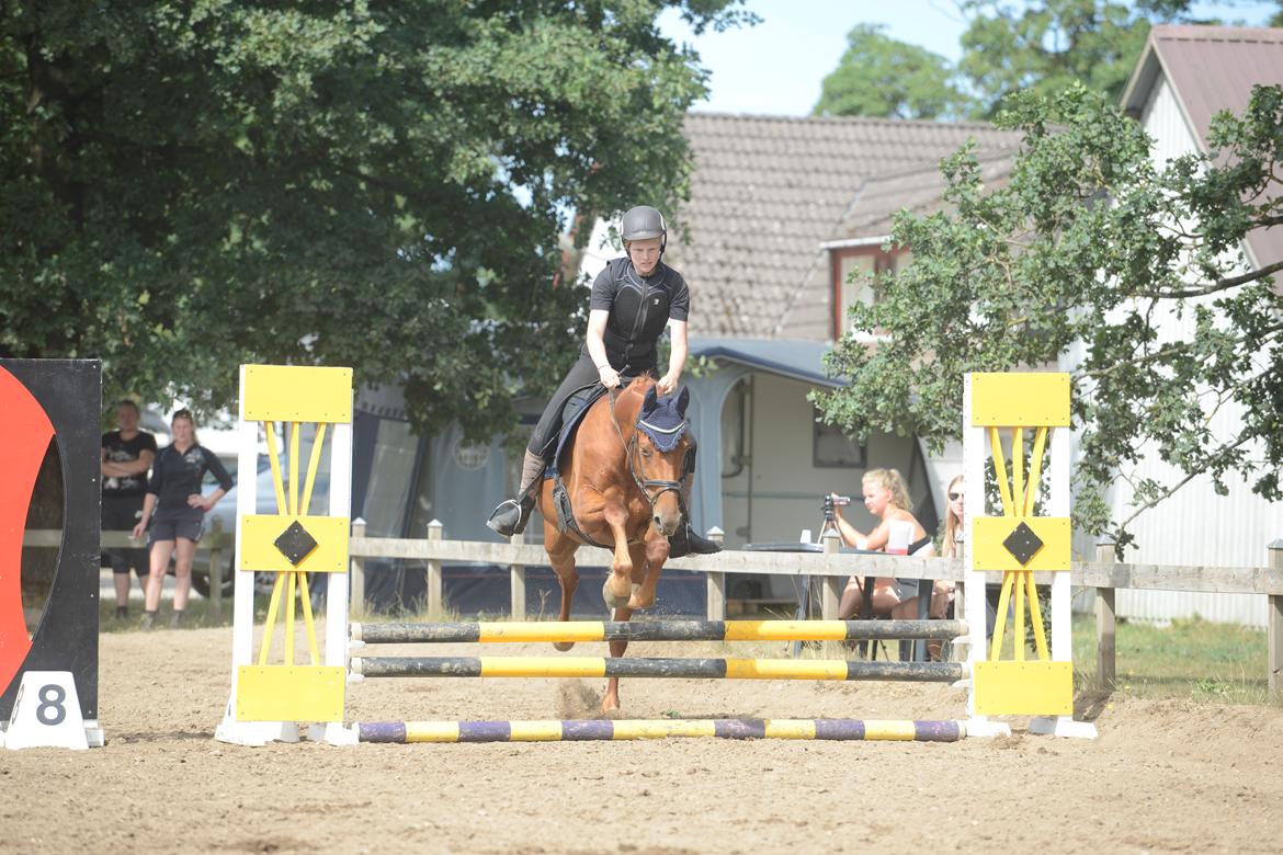 Anden særlig race Zafia billede 4